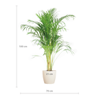 Areca Palm (Dypsis) met Viber wit - 100cm - Ø21