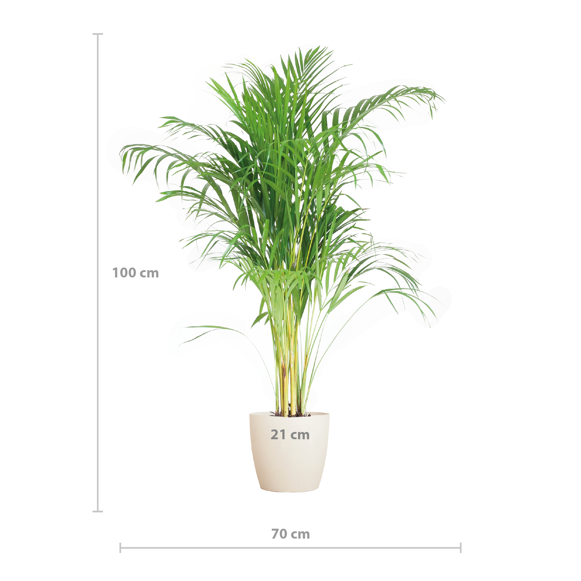 Areca Palm (Dypsis) met Viber wit - 100cm - Ø21
