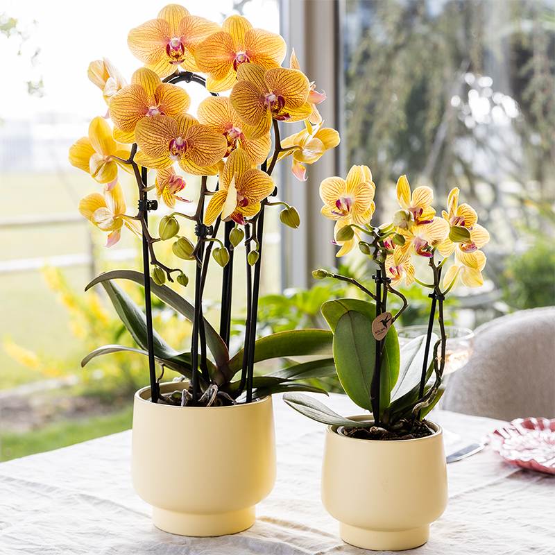 Orchidées colibri | Orchidée phalaenopsis orange, pot de 12 cm de diamètre | Sunny Bunny | Plante d'intérieur fleurie - fraîchement cueillie