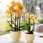 Orchidées colibri | Orchidée phalaenopsis orange, pot de 12 cm de diamètre | Sunny Bunny | Plante d'intérieur fleurie - fraîchement cueillie