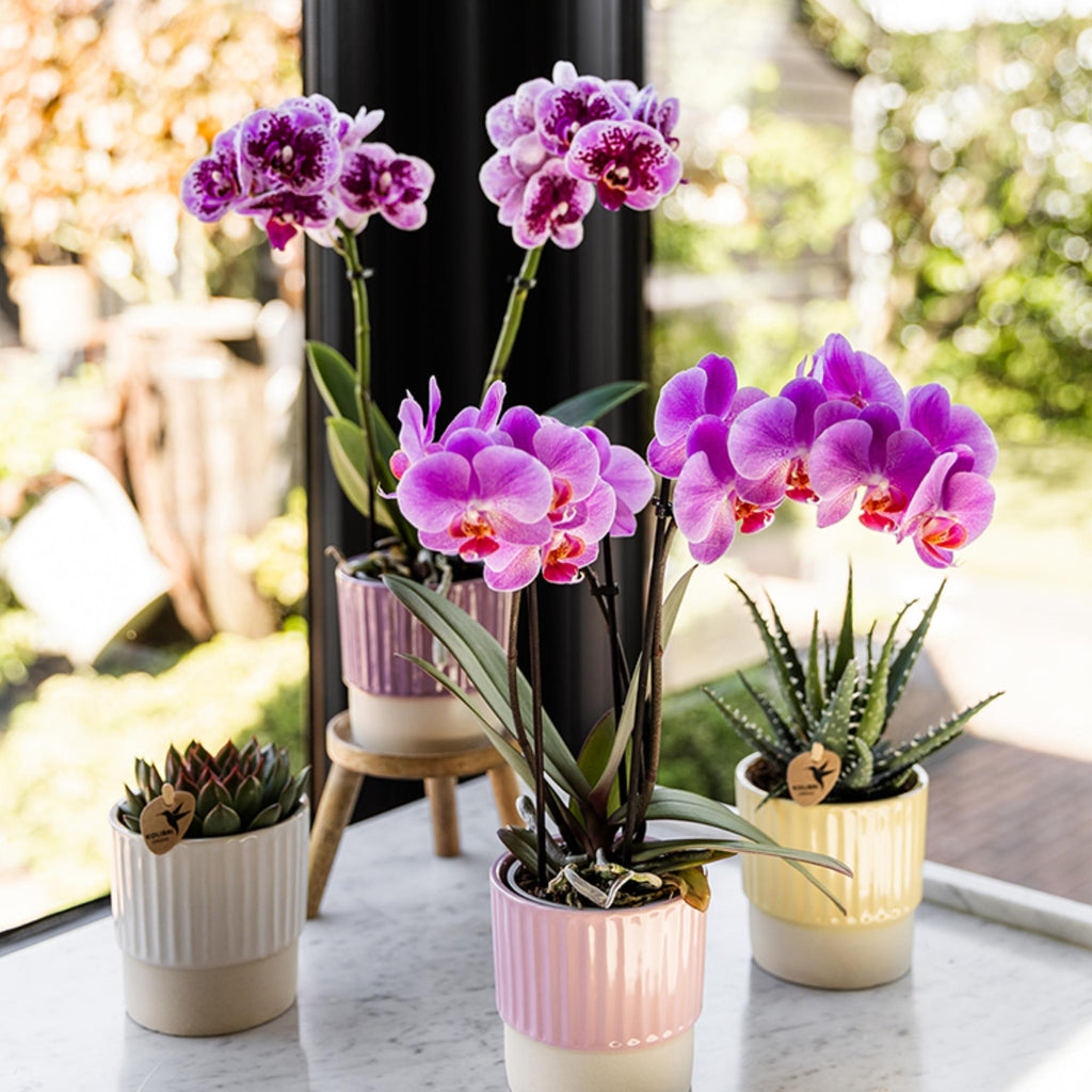 Orchidées Kolibri | Orchidée phalaenopsis rose-violette, pot de Ø9 cm | Salvador | Plante d'intérieur fleurie - fraîchement cueillie