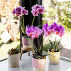 Orchidées Kolibri | Orchidée phalaenopsis rose-violette, pot de Ø9 cm | Salvador | Plante d'intérieur fleurie - fraîchement cueillie
