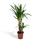 Yucca Elephantipes - Ø17cm - ↕85cm