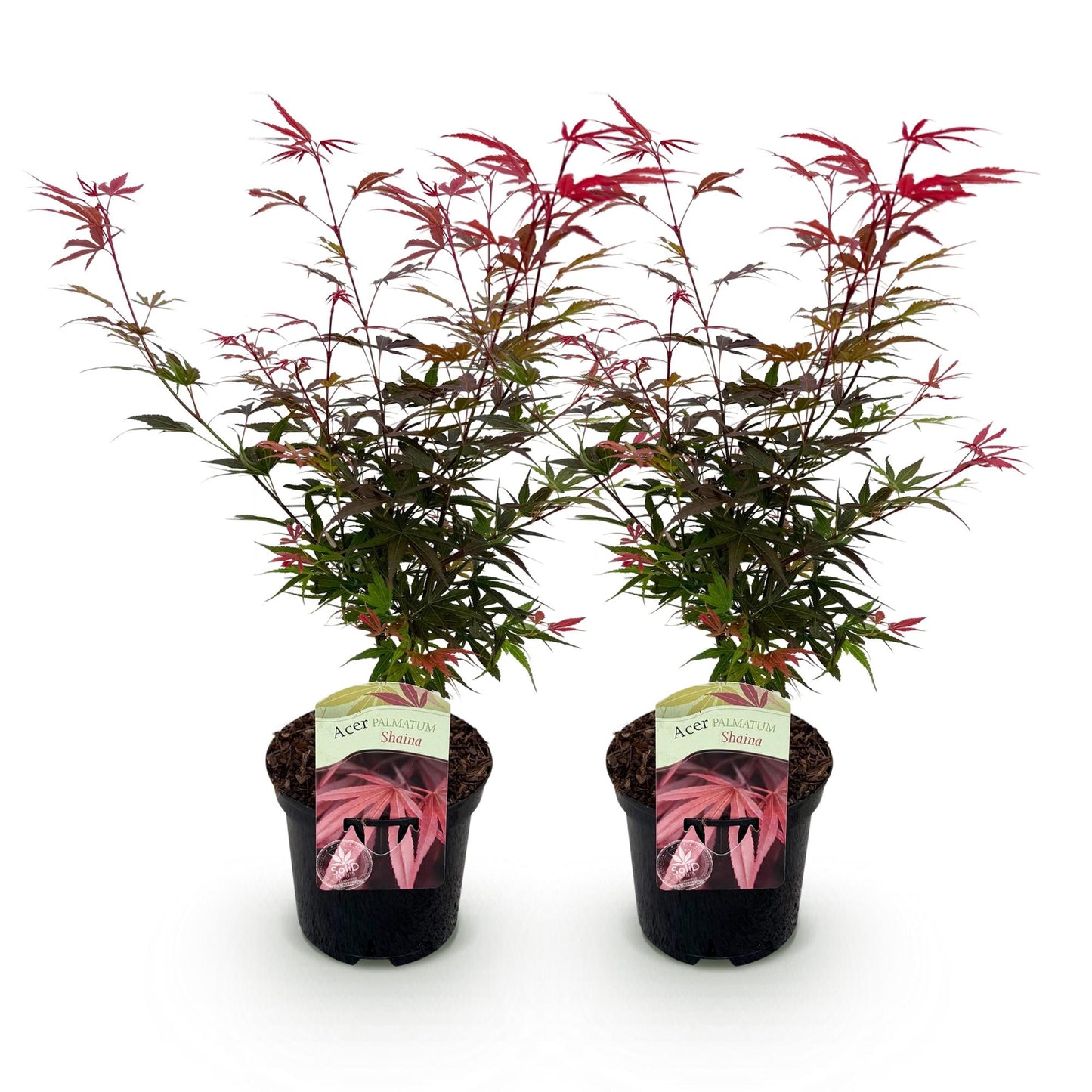 Green boutiQ – Terrassenpflanze – Japanischer Ahorn – Acer palmatum Shaina – Rot – 2 Pflanzen – Laubabwerfend – Topf 19 cm, Höhe 70 cm