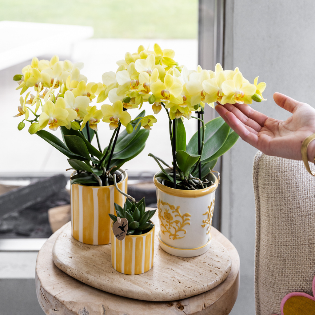 Orchidée colibri | Orchidée jaune Albenga + Malaga en pot décoratif jaune - diamètre du pot : 9 cm | Plante d'intérieur fleurie - Directement du producteur