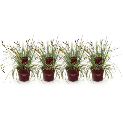 Green boutiQ – Ziergräser – Carex oshimensis Evergold – Gelb &amp; Grün – 4 Pflanzen – Immergrün – Geringer Pflegeaufwand – Topf 17 cm, Höhe 50 cm