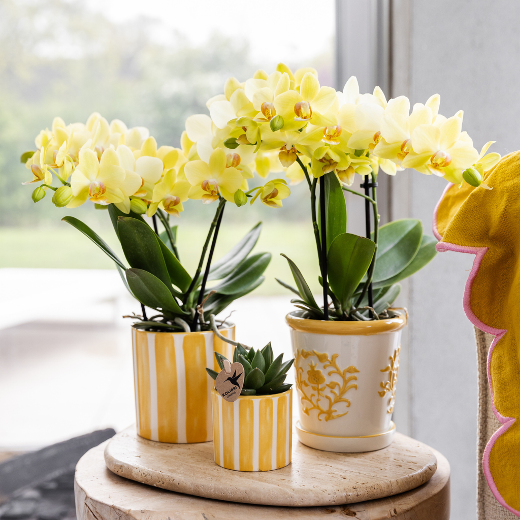 Orchidée colibri | Orchidée jaune Albenga + Malaga en pot décoratif jaune - diamètre du pot : 9 cm | Plante d'intérieur fleurie - Directement du producteur