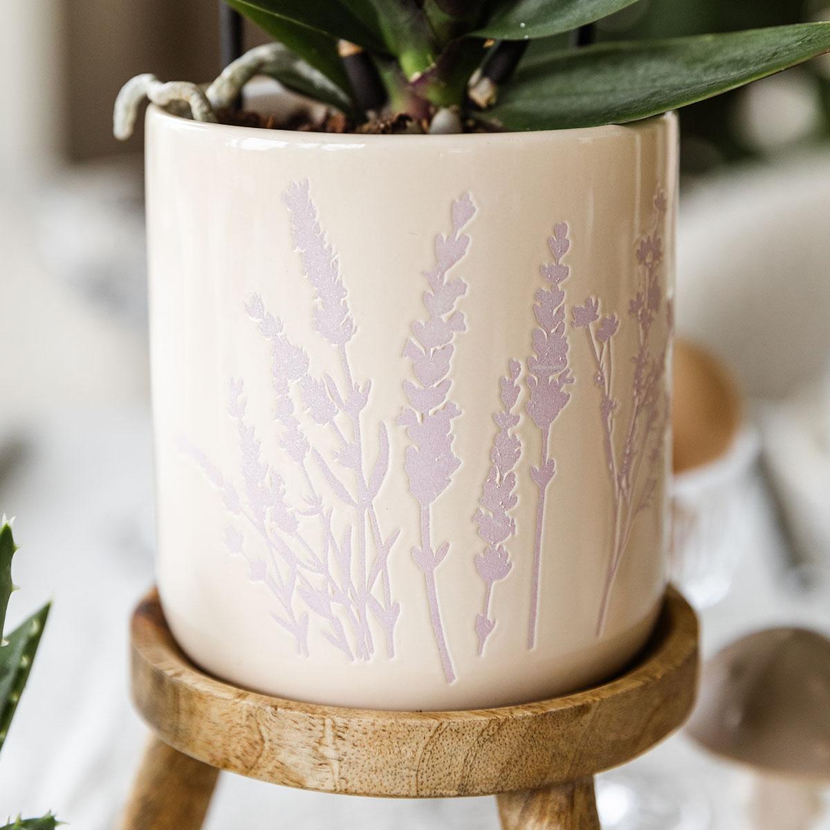 Kolibri Orchideen | Rosa Orchidee Andorra + Floraler Dekotopf Lavendel – Topfgröße Ø9cm | Blühende Zimmerpflanze – Frisch vom Züchter