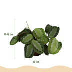 Green boutiQ - Kamerplant - Maranta Fascinator Silverband - Gebedsplant - Huisdiervriendelijke Plant - Groen - 1 Plant - met Mand - Pot 12cm - Hoogte 25cm