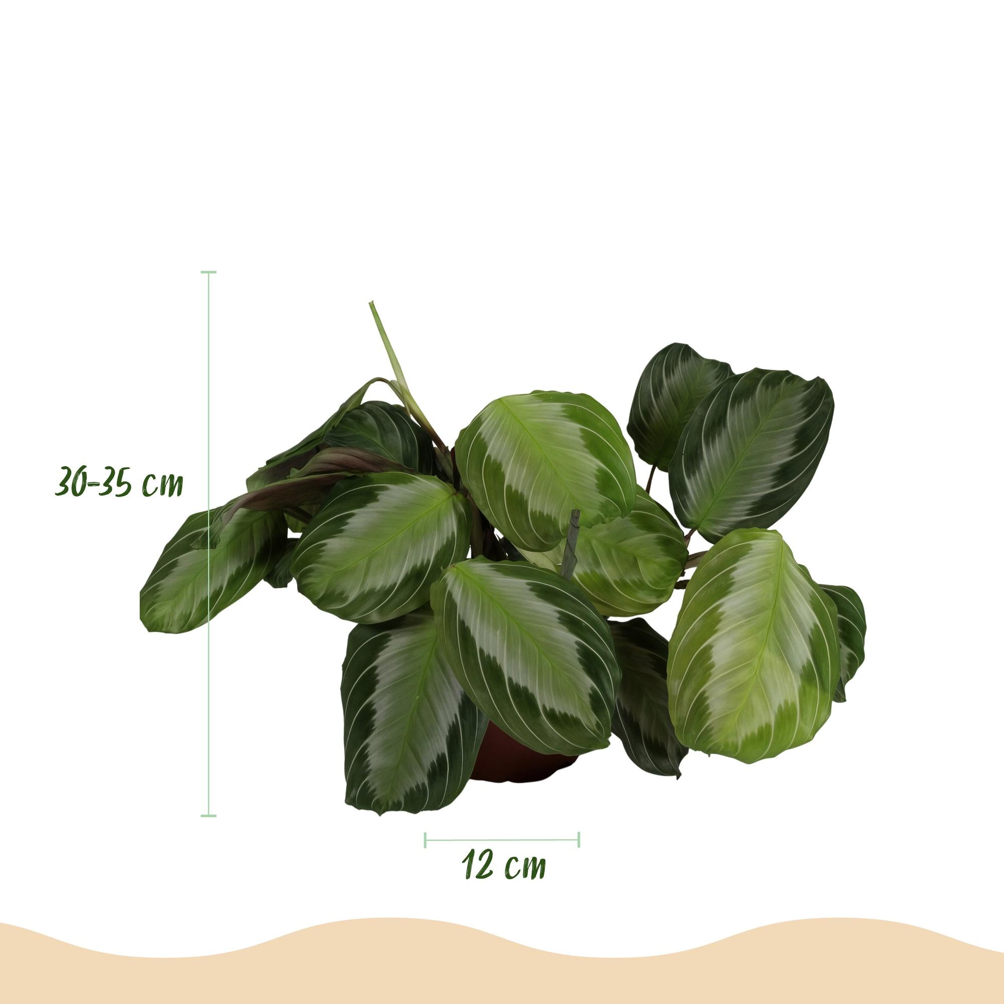 Green boutiQ - Kamerplant - Maranta Fascinator Silverband - Gebedsplant - Huisdiervriendelijke Plant - Groen - 1 Plant - met Mand - Pot 12cm - Hoogte 25cm