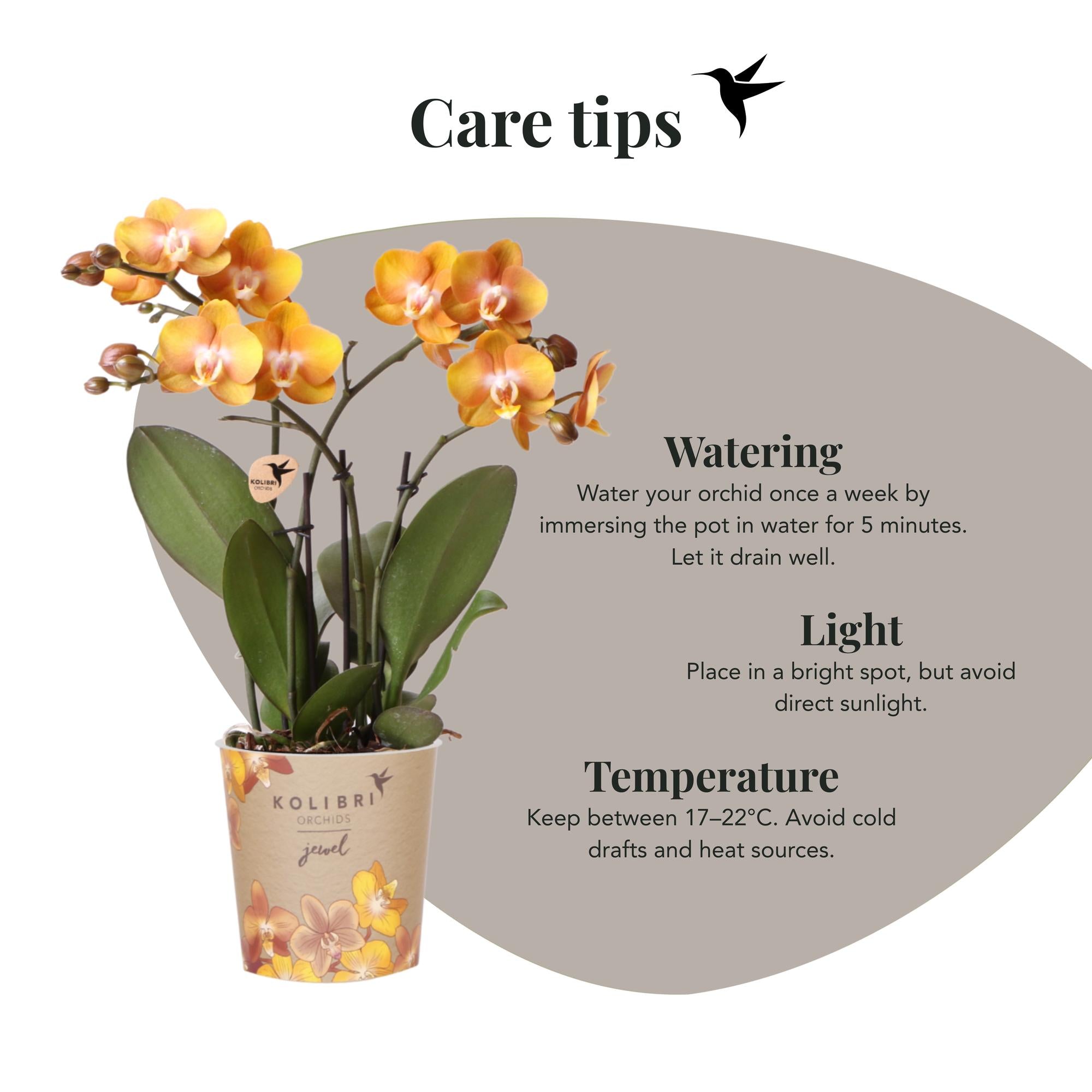 Kolibri Orchids | oranje gouden Phalaenopsis orchidee potmaat Ø12cm | Jewel Las Vegas | bloeiende kamerplant - vers van de kweker