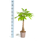 Pachira Aquatica Ø19cm - ↕70 - 90cm