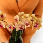 Orchidées Kolibri | Orchidée Phalaenopsis orange en pot de 9 cm de diamètre | Jamaïque | Plante d'intérieur fleurie - fraîchement cueillie