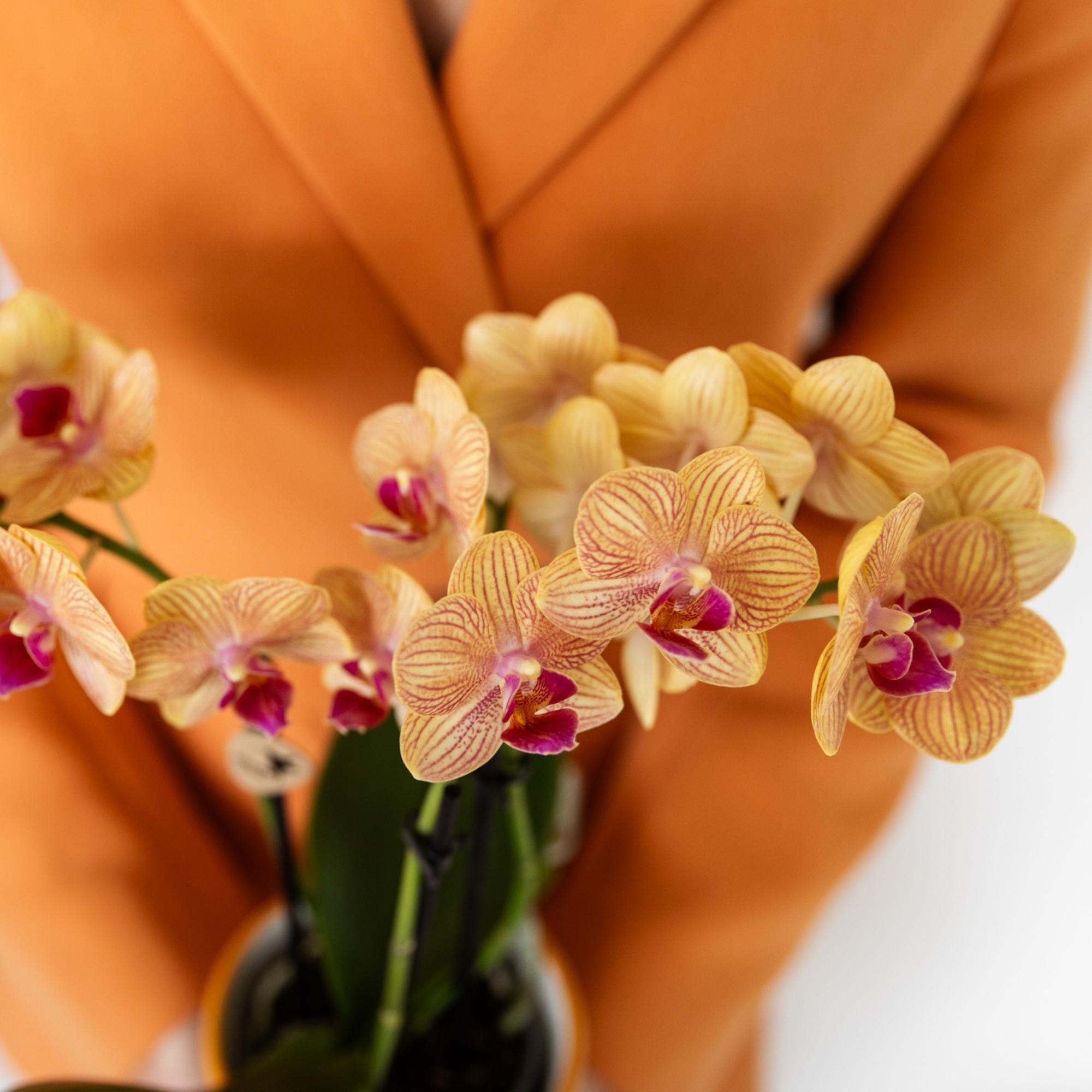 Orchidées Kolibri | Orchidée Phalaenopsis orange en pot de 9 cm de diamètre | Jamaïque | Plante d'intérieur fleurie - fraîchement cueillie