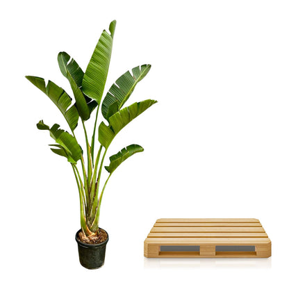Strelitzia Augusta – 250 cm – ⌀45