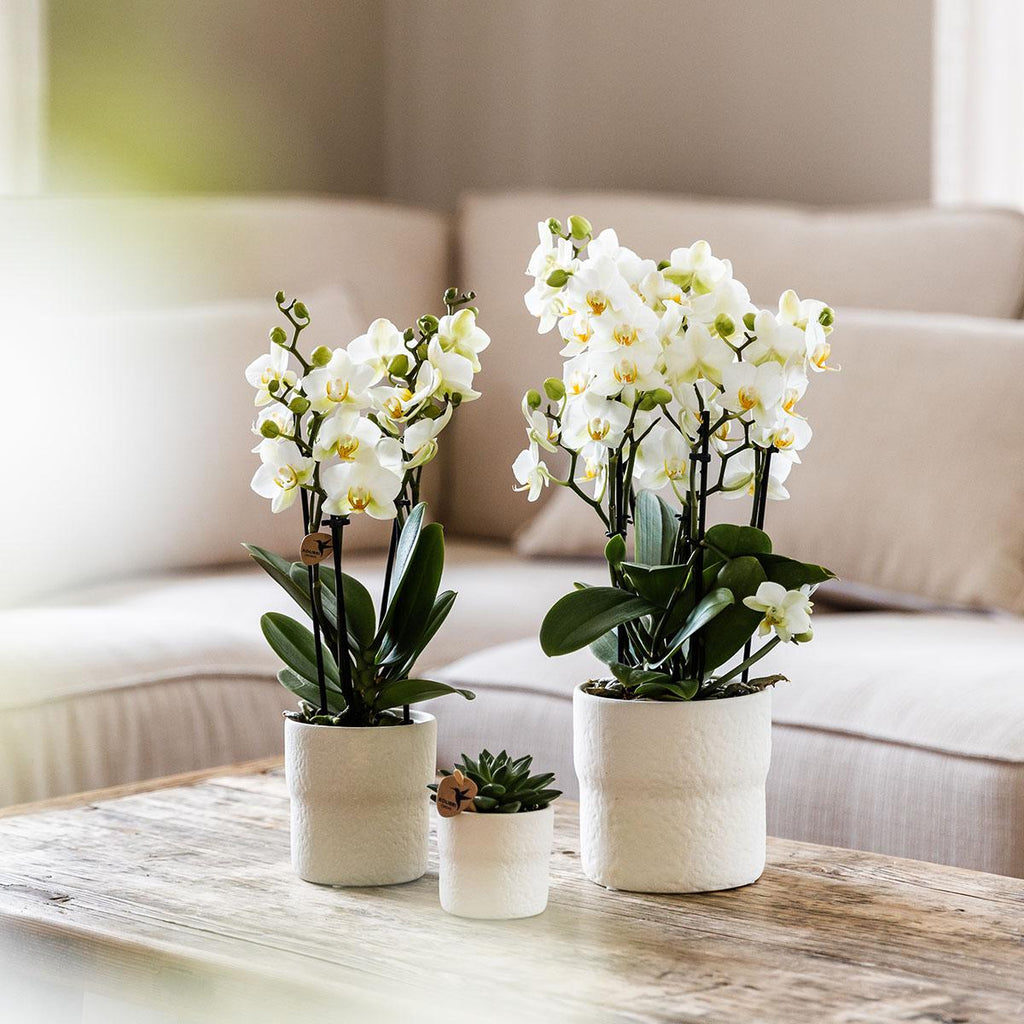 Orchidées Kolibri | Orchidée phalaenopsis blanche, pot de 9 cm de diamètre | Lausanne | Plante d'intérieur fleurie - fraîchement cueillie