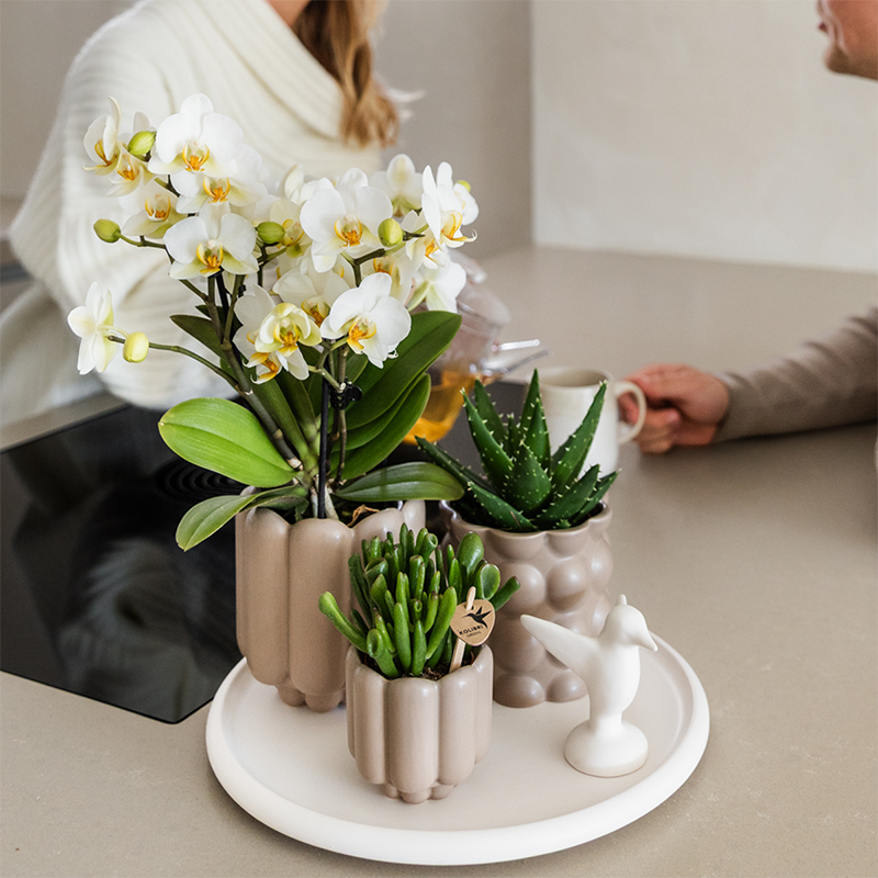 Orchidées Kolibri | Coffret cadeau Slow Living | Plantes vertes avec orchidée Phalaenopsis blanche Lausanne dans des pots décoratifs en céramique beige sur un plateau blanc