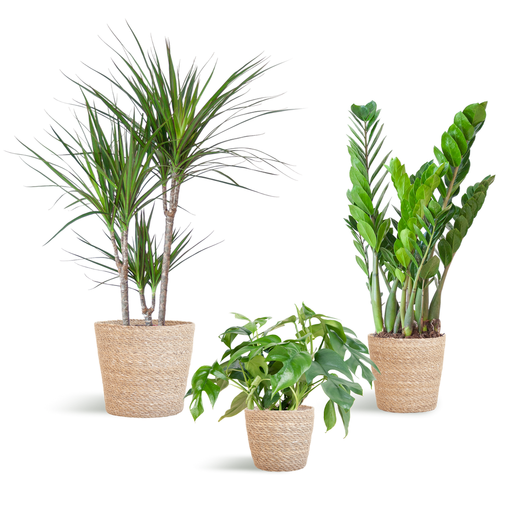 Schaduw Plantenbox - medium - met mand Sofia