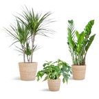 Schaduw Plantenbox - medium - met mand Sofia