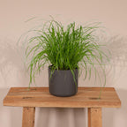 Cyperus Alternifolius - Kattengras - Ø12cm - ↕20cm