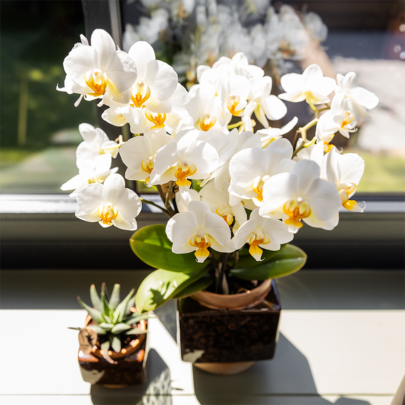 Kolibri Home | Classy Cube sierpot - Ø9cm