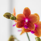 Kolibri Orchids | oranje geurende Phalaenopsis orchidee - Fragrance - potmaat Ø9cm | bloeiende kamerplant - vers van de kweker