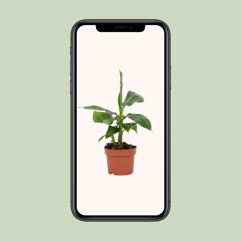 Musa Tropicana 12cm - Ø12cm - ↕27cm