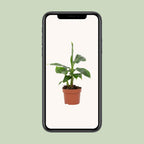 Musa Tropicana 12cm - Ø12cm - ↕27cm