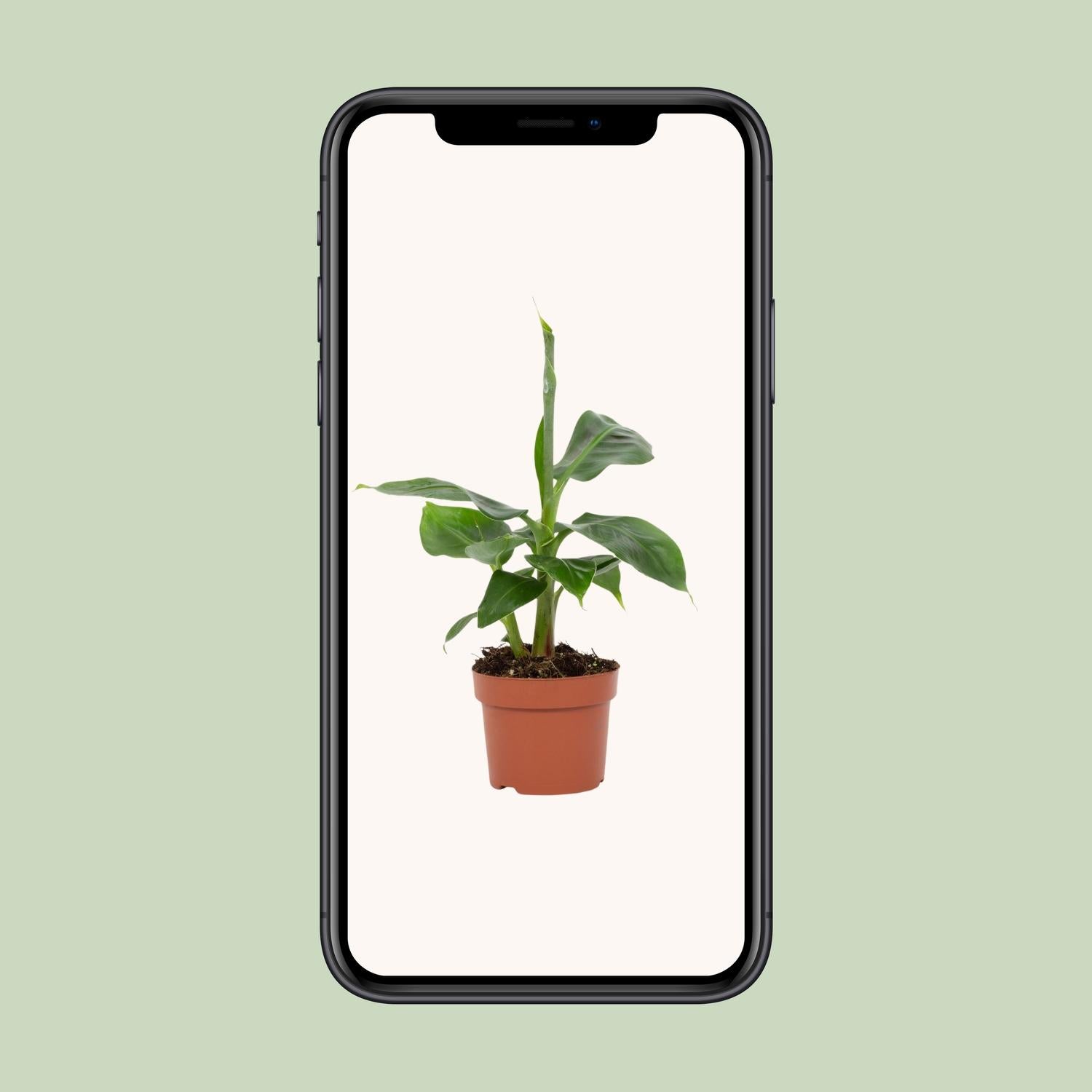 Musa Tropicana 12cm - Ø12cm - ↕27cm