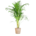 Areca Palm (Dypsis) met Sofia mand naturel - 100cm - Ø21