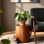 Green boutiQ - Kamerplant - Maranta Fascinator Silverband - Gebedsplant - Huisdiervriendelijke Plant - Groen - 1 Plant - met Mand - Pot 12cm - Hoogte 25cm