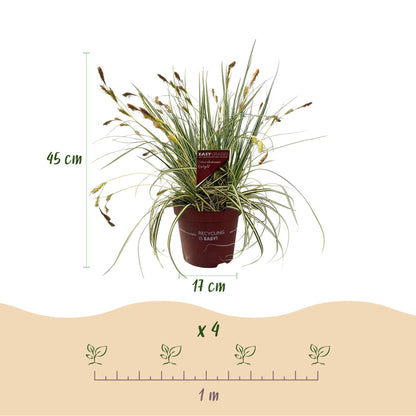 Green boutiQ – Ziergräser – Carex oshimensis Evergold – Gelb &amp; Grün – 4 Pflanzen – Immergrün – Geringer Pflegeaufwand – Topf 17 cm, Höhe 50 cm