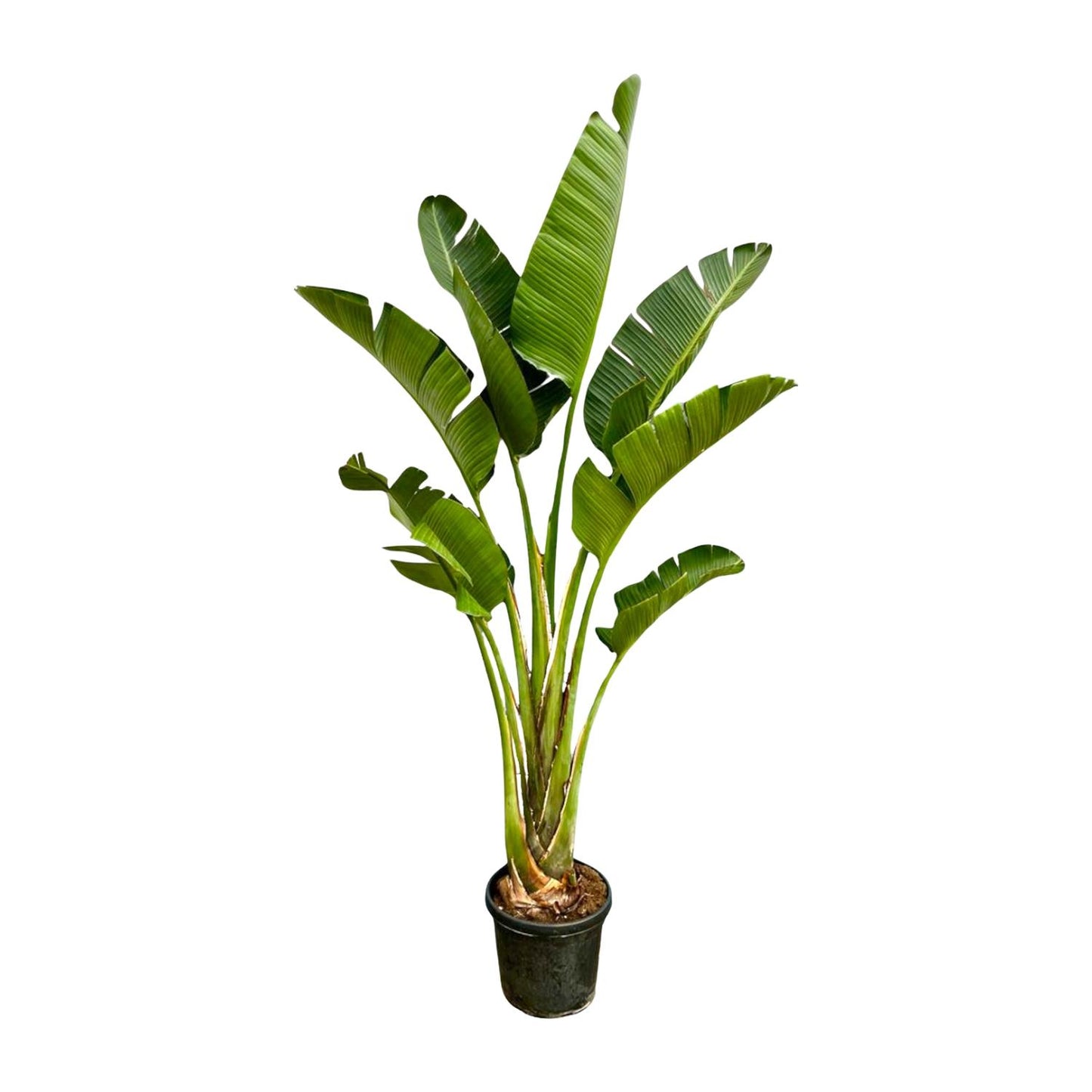 Strelitzia Augusta – 250 cm – ⌀45