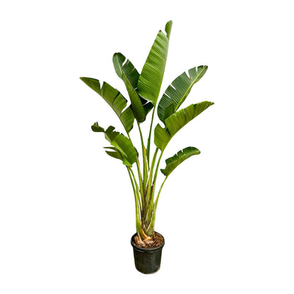 Strelitzia Augusta – 250 cm – ⌀45