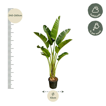 Strelitzia Augusta – 250 cm – ⌀45