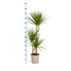 Dracaena Marginata Green met mand Ø21cm - ↕110 - 130cm