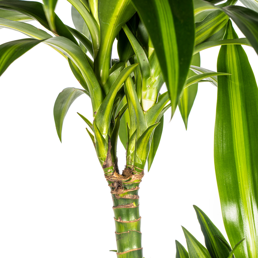 Dracaena Deremensis Hawaiian Sunshine met mand Ø24cm - ↕130 - 150cm