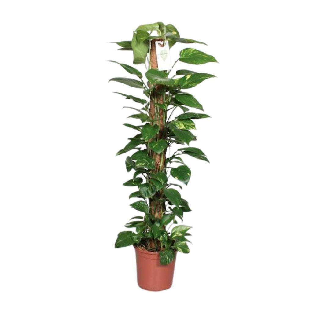 Epipremnum Pinnatum Mosstok 120cm Scindapsus - Ø24cm - ↕120cm