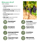 "Vruchten oase" BIO Fruitplanten mix set van 5 verschillende soorten
