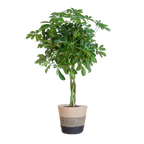 Schefflera Arab Nora met Mand Lissabon zwart - 70cm - Ø21