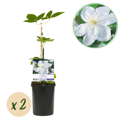 Green boutiQ – Kletterpflanze – Clematis Madame Le Coultre – weiße Blüte – pflegeleicht – 2 Pflanzen – Topf 11 cm, Höhe 40 cm