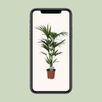 Howea forsteriana - Ø21cm - ↕120cm - Ø21 - ↨120cm