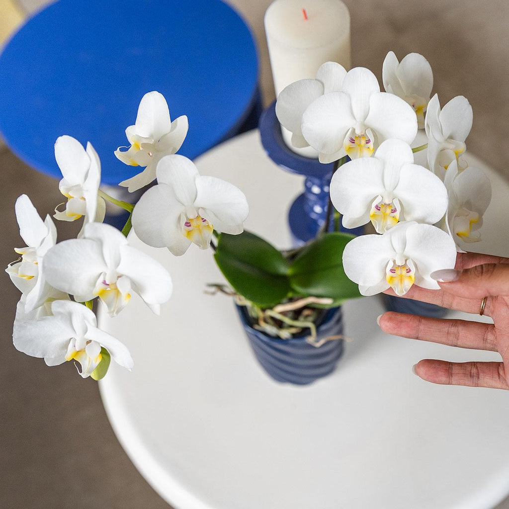 Kolibri Orchids | witte Phalaenopsis orchidee potmaat Ø9cm | Amabilis | bloeiende kamerplant - vers van de kweker