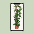 Epipremnum Pinnatum Mosstok 120cm Scindapsus - Ø24cm - ↕120cm