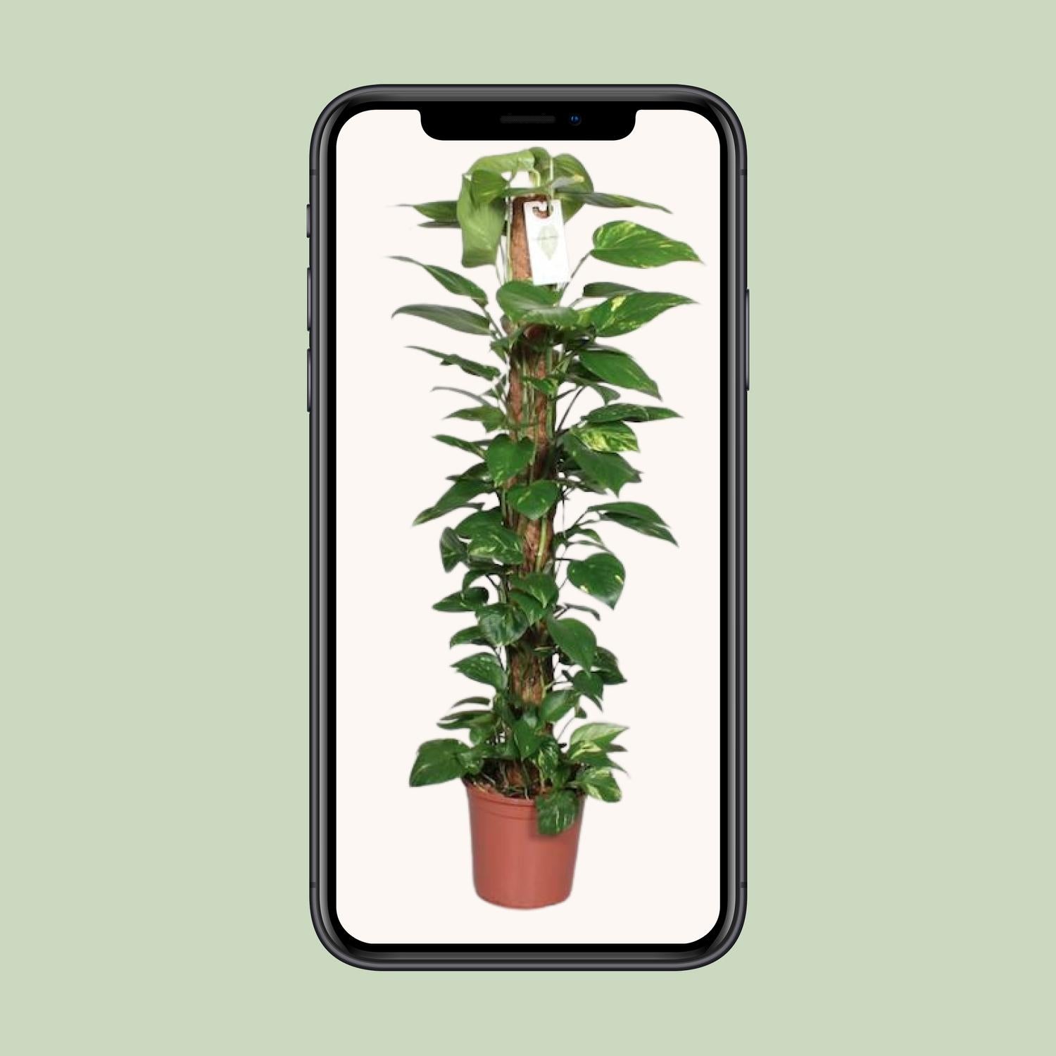 Epipremnum Pinnatum Mosstok 120cm Scindapsus - Ø24cm - ↕120cm