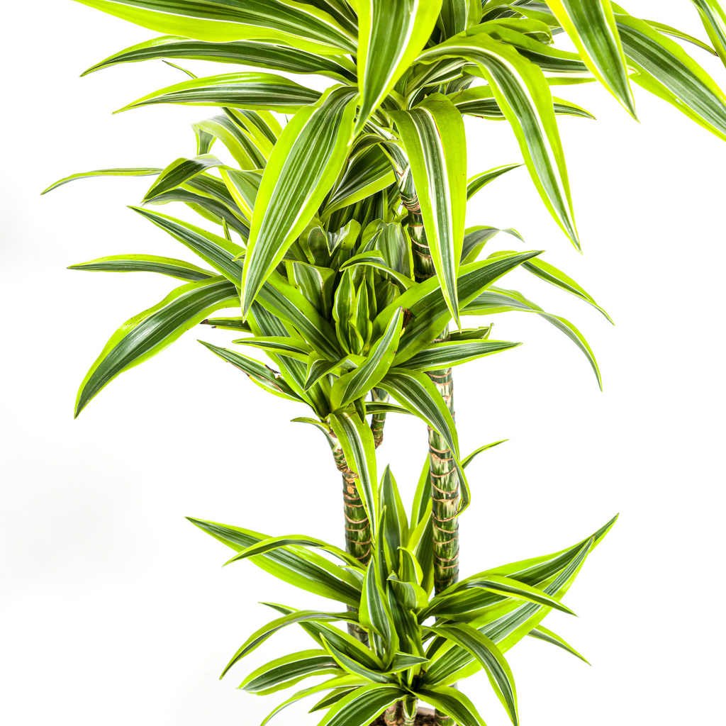 Dracaena Deremensis Lemon Lime met mand Ø24cm - ↕130 - 150cm