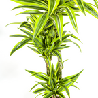 Dracaena Deremensis Lemon Lime met mand Ø24cm - ↕130 - 150cm