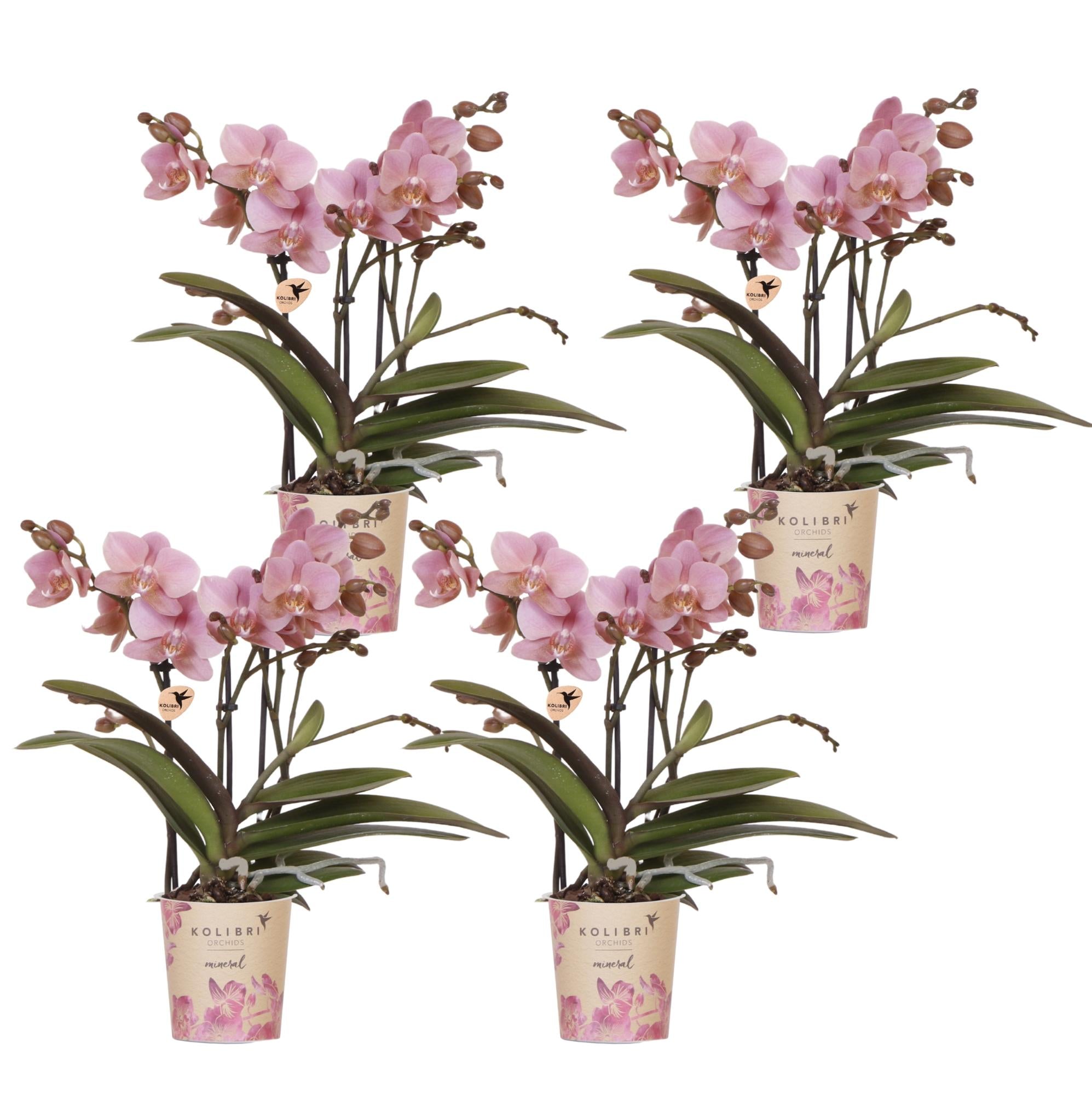 Kolibri Orchids | COMBI DEAL van 4 Phalaenopsis orchideeën - Treviso - potmaat Ø9cm | bloeiende kamerplant - vers van de kweker