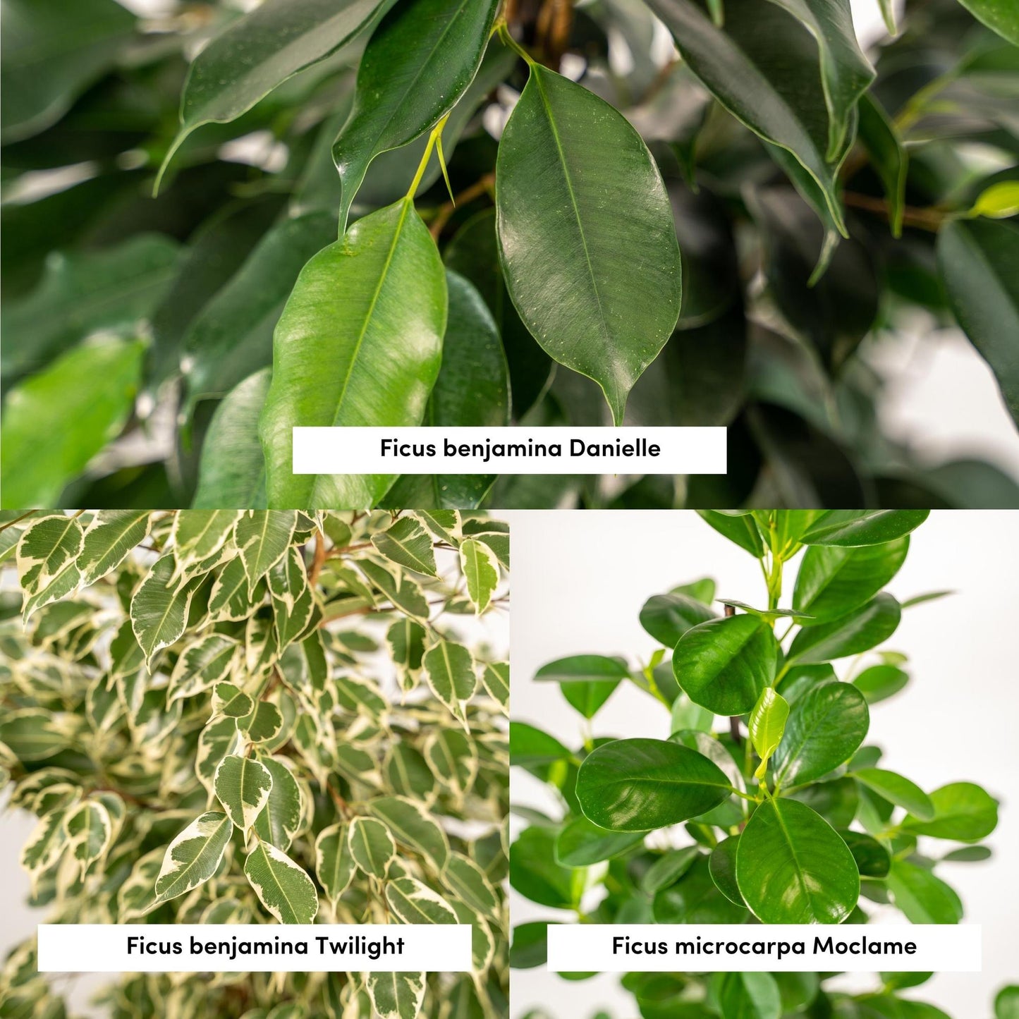 Ficus Benjamina Danielle – Ø21 cm – ↕95 cm + Ficus Benjamina Twilight – Ø21 cm – ↕95 cm + Ficus Microcarpa Moclame – Ø21 cm – ↕95 cm