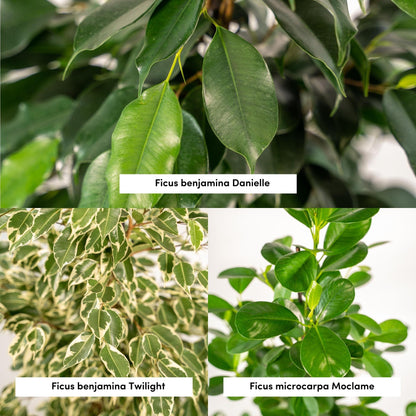 Ficus Benjamina Danielle – Ø21 cm – ↕95 cm + Ficus Benjamina Twilight – Ø21 cm – ↕95 cm + Ficus Microcarpa Moclame – Ø21 cm – ↕95 cm